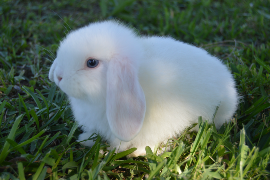 This is an example of a Blue-eyed white kit from my rabbitry.