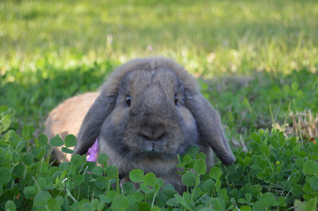 The Holland Lop Haven Home